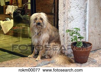 Resim - yağdirmak,  köpek, 
 dikmek,  kap, 
 saksı,  giriş, 
 scrubby. fotosearch 
- foto, resim, 
görüntü ve foto 
klipart ara