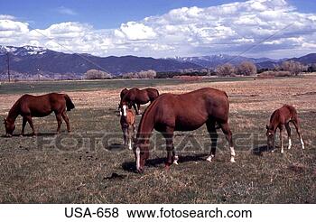 Stock Photo - horses grazing 
colorado. fotosearch 
- search stock 
photos, pictures, 
images, and photo 
clipart