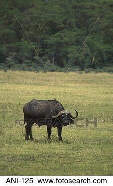 Stock Image - african buffalo 
lake nakuru national 
reserve kenya. 
fotosearch - search 
stock photos, 
pictures, images, 
and photo clipart