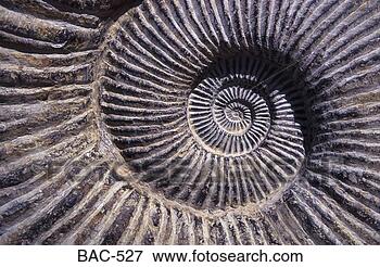 Picture - ammonite. fotosearch 
- search stock 
photos, pictures, 
images, and photo 
clipart