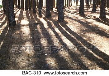 Stock Photography - shadows of tree 
trunks australia. 
fotosearch - search 
stock photos, 
pictures, images, 
and photo clipart