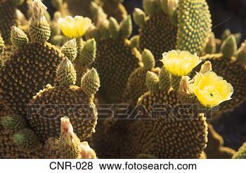 Stock Photo - cactus flowers 
fuerteventura 
canary islands. 
fotosearch - search 
stock photos, 
pictures, images, 
and photo clipart