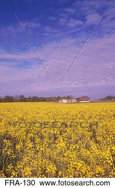 Stock Photography - field in bloom 
saint perigold 
region france. 
fotosearch - search 
stock photos, 
pictures, images, 
and photo clipart