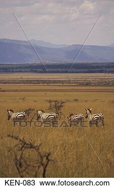 Stock Photo - zebras masai mara 
national reserve 
kenya. fotosearch 
- search stock 
photos, pictures, 
images, and photo 
clipart
