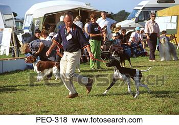 Stock Photo - man running with 
dog at dog show 
wales uk. fotosearch 
- search stock 
photos, pictures, 
images, and photo 
clipart