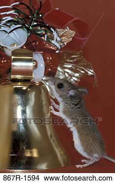 Stock Photo - smelling, mouse, 
christmas, curious, 
bell, ornament. 
fotosearch - search 
stock photos, 
pictures, images, 
and photo clipart