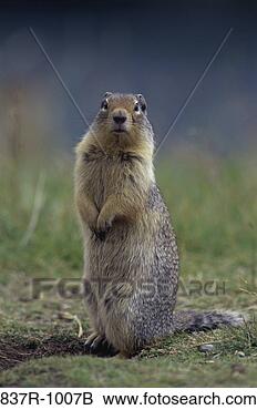 Stock Photo - squirrel. fotosearch 
- search stock 
photos, pictures, 
images, and photo 
clipart