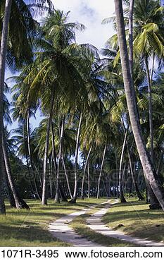 Stock Image - pigeon point, 
tobago, trinidad 
and tobago. fotosearch 
- search stock 
photos, pictures, 
images, and photo 
clipart