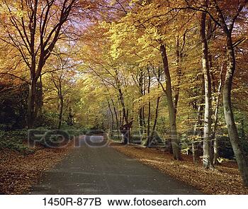 blaetter-herbst-strasse_~1450R-877B.jpg