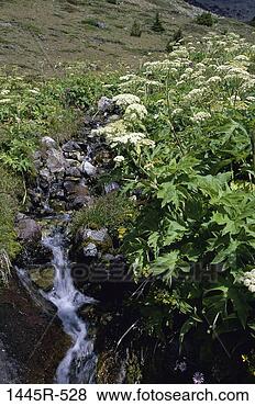 Stock Photo - chilcotin mountains, 
british columbia, 
canada. fotosearch 
- search stock 
photos, pictures, 
images, and photo 
clipart