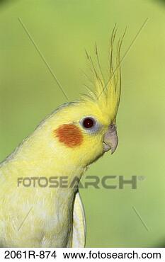 Stock Photo - cockatiel. fotosearch 
- search stock 
photos, pictures, 
images, and photo 
clipart