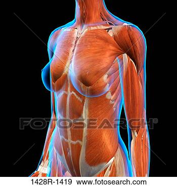 相片- 女性, 胸膛, 以及, 腹部肌肉, 解剖学, 在, 蓝色, x光, outline