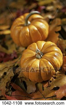 Stock Photo - leaves, autumn, 
pumpkin, round, 
nature, fall, 
food. fotosearch 
- search stock 
photos, pictures, 
images, and photo 
clipart