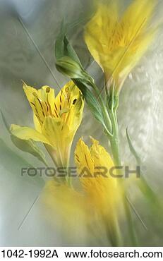 Stock Photo - peruvian lillies. 
fotosearch - search 
stock photos, 
pictures, images, 
and photo clipart