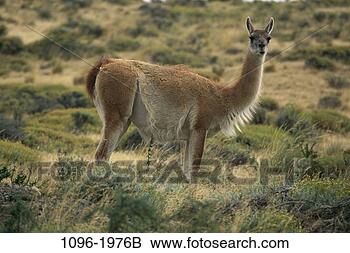 Stock Photo - guanaco. fotosearch 
- search stock 
photos, pictures, 
images, and photo 
clipart