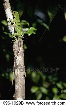 Stock Photo - iguana. fotosearch 
- search stock 
photos, pictures, 
images, and photo 
clipart