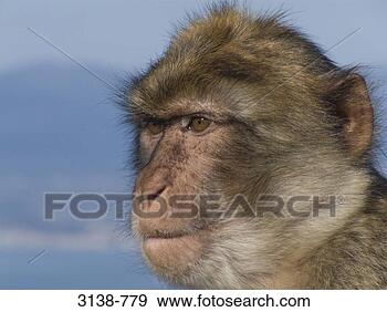 Stock Photograph - close-up of a 
barbary macaque 
(macaca sylvanus), 
gibraltar, spain. 
fotosearch - search 
stock photos, 
pictures, images, 
and photo clipart