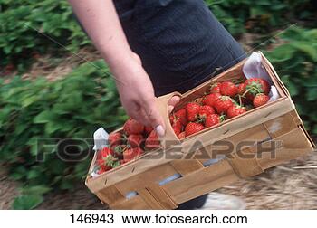 Stock Photo - chip basket filled 
with strawberries 
being carried. 
fotosearch - search 
stock photos, 
pictures, images, 
and photo clipart