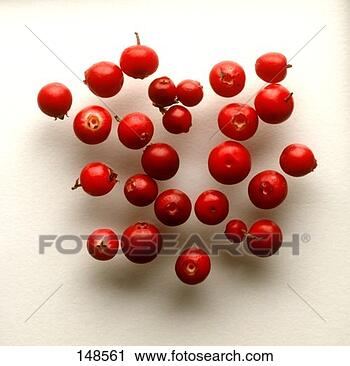 Stock Photography - cranberries. fotosearch 
- search stock 
photos, pictures, 
images, and photo 
clipart