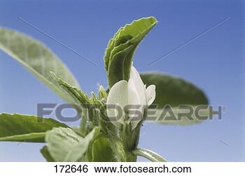 Stock Photo - flowering fenugreek 
(trigonella foenum-graecum). 
fotosearch - search 
stock photos, 
pictures, images, 
and photo clipart