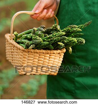 Picture - hand holding a 
basket of freshly 
cut green asparagus. 
fotosearch - search 
stock photos, 
pictures, images, 
and photo clipart