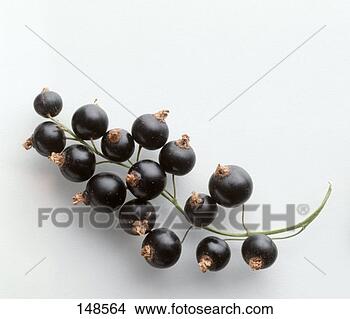 Stock Photo - a truss of blackcurrants. 
fotosearch - search 
stock photos, 
pictures, images, 
and photo clipart