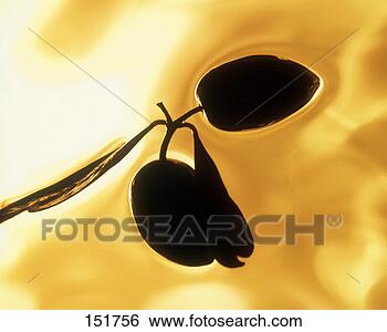 Stock Photo - two black olives 
swimming in olive 
oil. fotosearch 
- search stock 
photos, pictures, 
images, and photo 
clipart