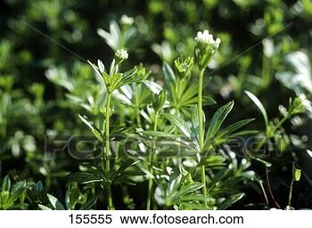Stock Image - woodruff, outdoor 
shot. fotosearch 
- search stock 
photos, pictures, 
images, and photo 
clipart