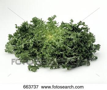 Picture - curly endive. 
fotosearch - search 
stock photos, 
pictures, images, 
and photo clipart