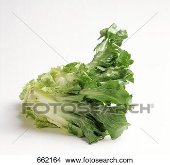 Stock Photo - one head of escarole. 
fotosearch - search 
stock photos, 
pictures, images, 
and photo clipart
