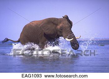 Stock Photo - an african elephant 
mock charges on 
the zambezi river, 
zimbabwe. fotosearch 
- search stock 
photos, pictures, 
images, and photo 
clipart