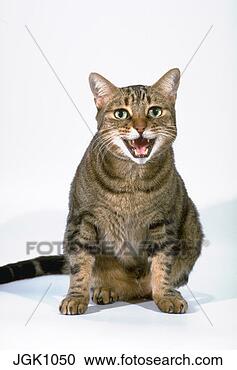 Stock Photography - brown swirled 
tabby cat hissing 
at the camera. 
fotosearch - search 
stock photos, 
pictures, images, 
and photo clipart