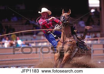 Stock Photo - a cowboy and horse 
competing in a 
calf roping competition 
at pikes. fotosearch 
- search stock 
photos, pictures, 
images, and photo 
clipart