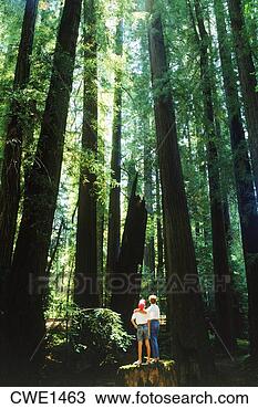 Stock Photo - mother and son 
standing under 
tallest trees 
in the world in 
california. fotosearch 
- search stock 
photos, pictures, 
images, and photo 
clipart