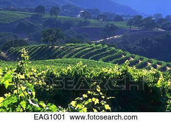 Stock Photography - rolling hills 
of wine grape 
vineyard in morning 
light,  joullian. 
fotosearch - search 
stock photos, 
pictures, images, 
and photo clipart