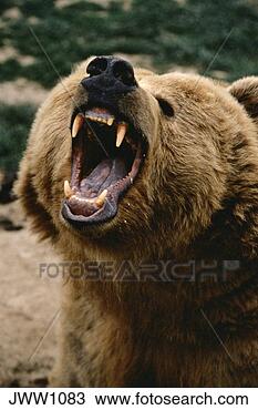 growling
