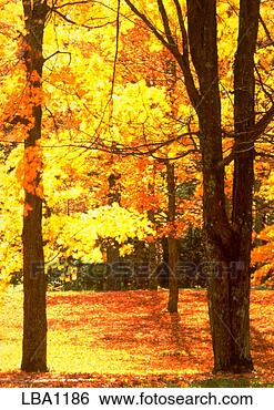 Stock Photo - maples trees with 
bright yellow 
and orange fall 
foliage,  copper. 
fotosearch - search 
stock photos, 
pictures, images, 
and photo clipart