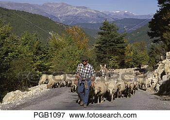 图片 - 法国, 普罗旺斯, provencal, 牧羊人, 领先,