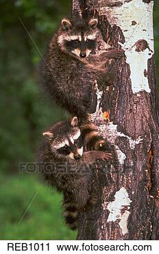 Stock Photography - baby raccoons 
in aspen tree 
procyon lotor 
this photo was 
taken of. fotosearch 
- search stock 
photos, pictures, 
images, and photo 
clipart