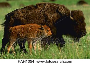 Stock Photo - a bison (buffalo) 
calf sticks close 
to is mother in 
custer state. 
fotosearch - search 
stock photos, 
pictures, images, 
and photo clipart