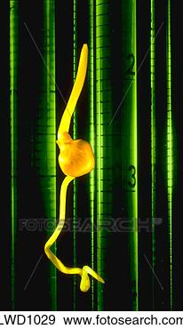 Stock Photograph - corn plant seedling 
growing in a test 
tube  keywords: 
agriculture. fotosearch 
- search stock 
photos, pictures, 
images, and photo 
clipart