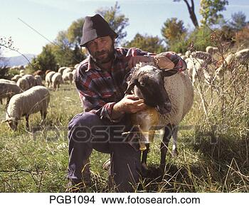 Stock Photo - france provence 
 shepherd and 
his ram. fotosearch 
- search stock 
photos, pictures, 
images, and photo 
clipart