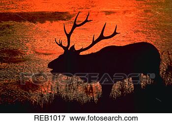 Picture - sunset silhouette 
of bull elk  cervus 
elaphus this photo 
was taken on. 
fotosearch - search 
stock photos, 
pictures, images, 
and photo clipart