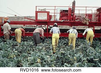 Stock Photo - view of six workers 
walking behind 
a piece of farm 
equipment. fotosearch 
- search stock 
photos, pictures, 
images, and photo 
clipart