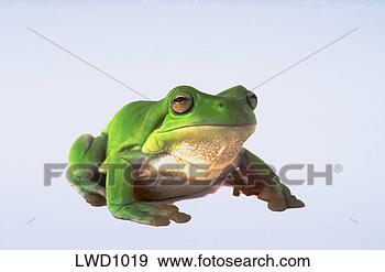 Stock Photograph - white’s tree frog 
against white 
background. fotosearch 
- search stock 
photos, pictures, 
images, and photo 
clipart