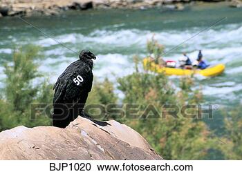 California+condor+endangered