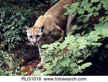 Stock Photo - portrait of a 
cougar skulking 
through lush green 
vegetation. fotosearch 
- search stock 
photos, pictures, 
images, and photo 
clipart