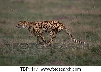 Picture - side view of a 
cheetah (acinonyx 
jubatus) running 
through the grass. 
fotosearch - search 
stock photos, 
pictures, images, 
and photo clipart