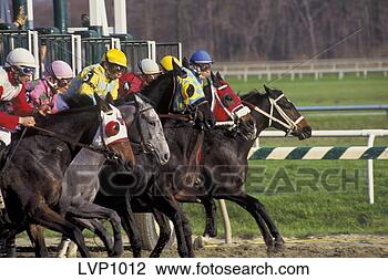 Stock Photo - side-view of a 
group of horses 
sprinting out 
of the gates to 
start. fotosearch 
- search stock 
photos, pictures, 
images, and photo 
clipart