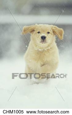 Stock Image - 11 week old golden 
retriever puppy 
runs through the 
snow directly. 
fotosearch - search 
stock photos, 
pictures, images, 
and photo clipart
